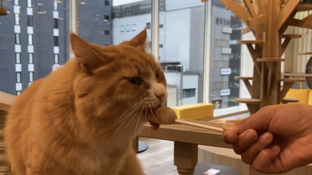 猫カフェmochaの画像